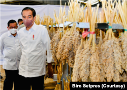 Presiden mendorong pengembangan sorgum secara masih karena ancaman krisis pangan, khususnya gandum. (Foto: Setpres)