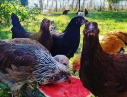 Ayam Gantikan Peralatan Tradisional di Pertanian Komunitas