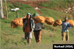 Petani kentang di Batur, Banjarnegara mengangkut hasil panennya. (Foto: Nurhadi)