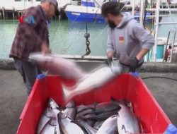 Beralih ke Salmon Hasil Budi Daya saat Moratorium Penangkapan Salmon Liar