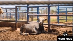 Suasana peternakan sapi di dekat kota Johannesburg, Afrika selatan. (VOA Videograb)